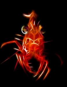 Fun with Photoshop #1.  Original shot from Anilao, Philip... by Stephen Holinski 